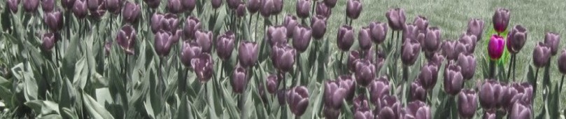 cropped-tulip-header1.jpg